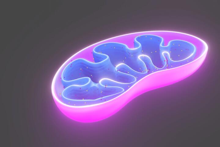 Why Mitochondria Become Less Efficient With Age