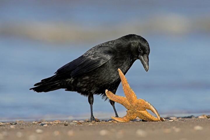 Why Crows Can Solve Multi-Step Problems