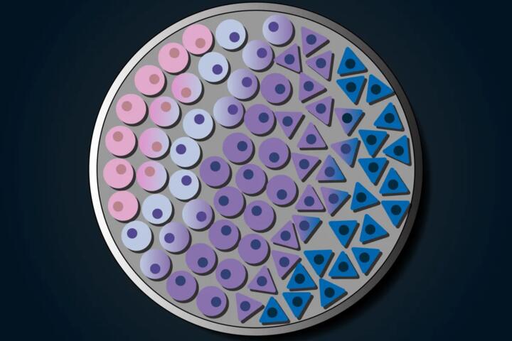 How Single-Cell Sequencing Reveals Hidden Cell Types