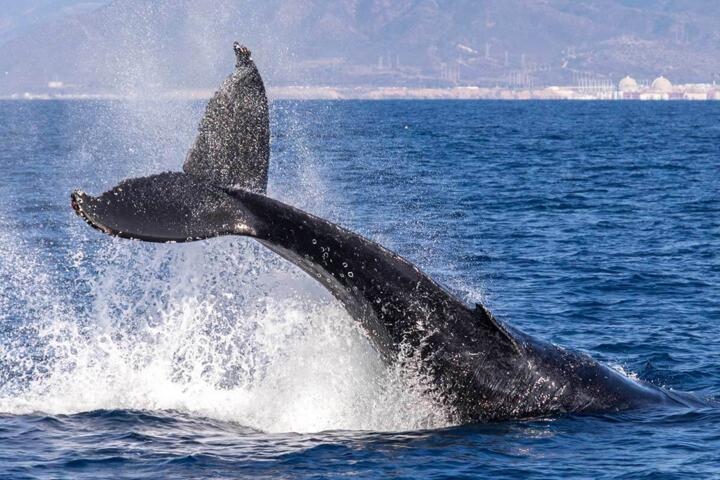 Why Whales Can Dive for Over an Hour