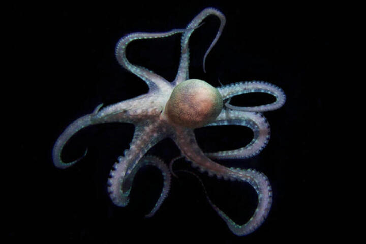 How Octopus Skin Detects Light Without Eyes