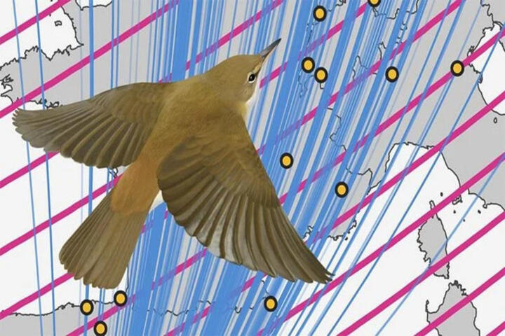 Why Birds Navigate Using Earth’s Magnetic Field